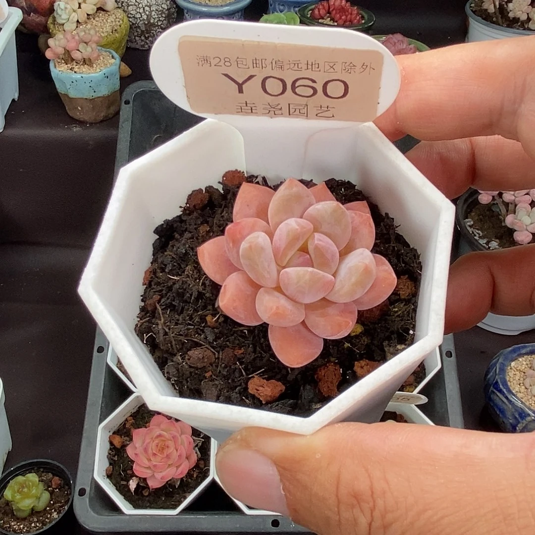0060！op 冰玉 3.5cm