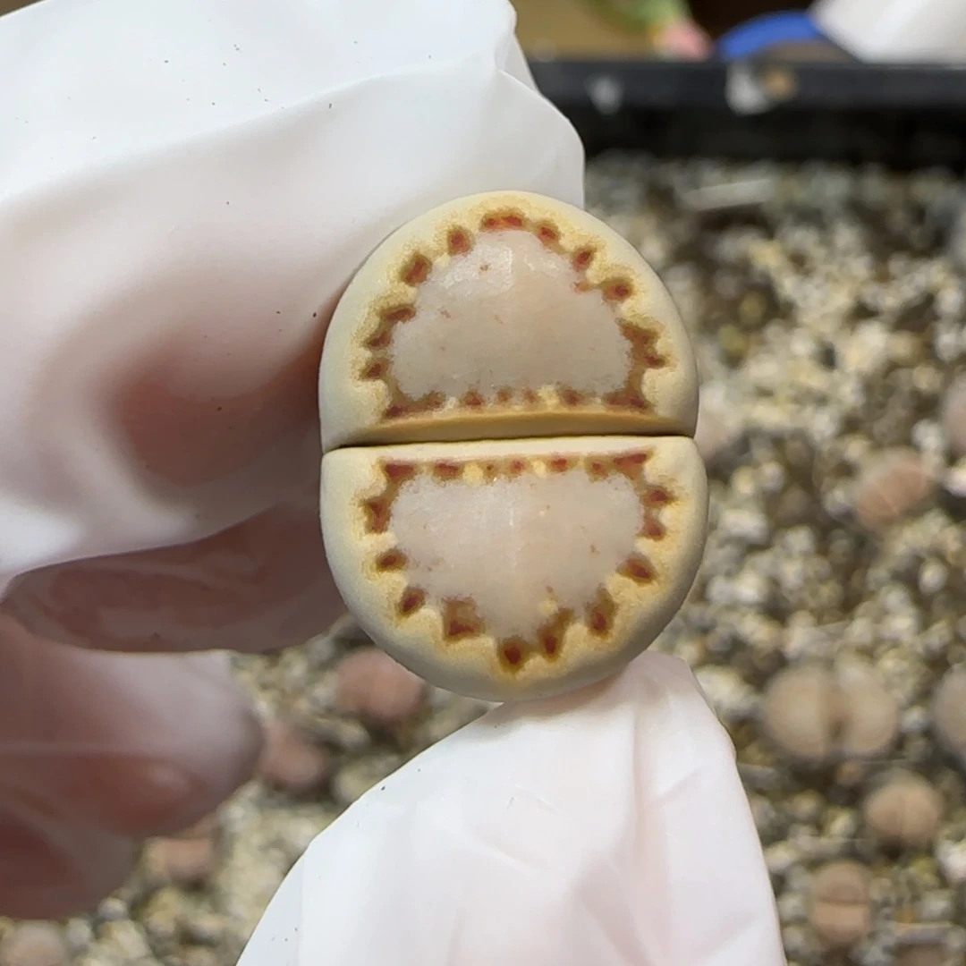 12.19.c24饼干.9012