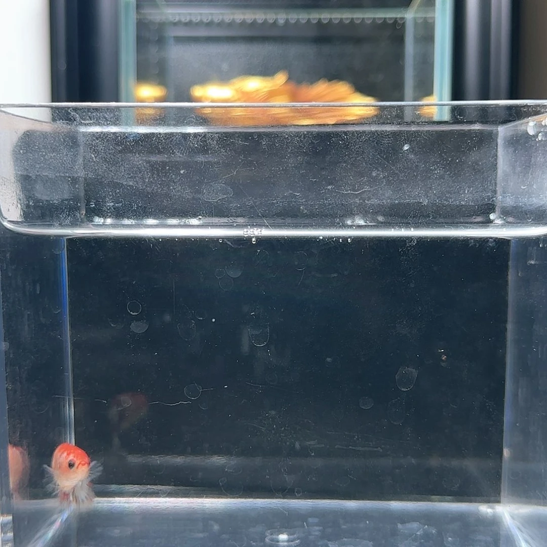 斗鱼活体观赏鱼好养耐活