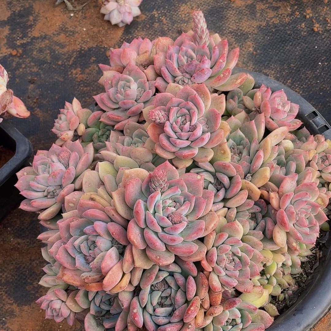 霜花带盆土39.8多肉群生