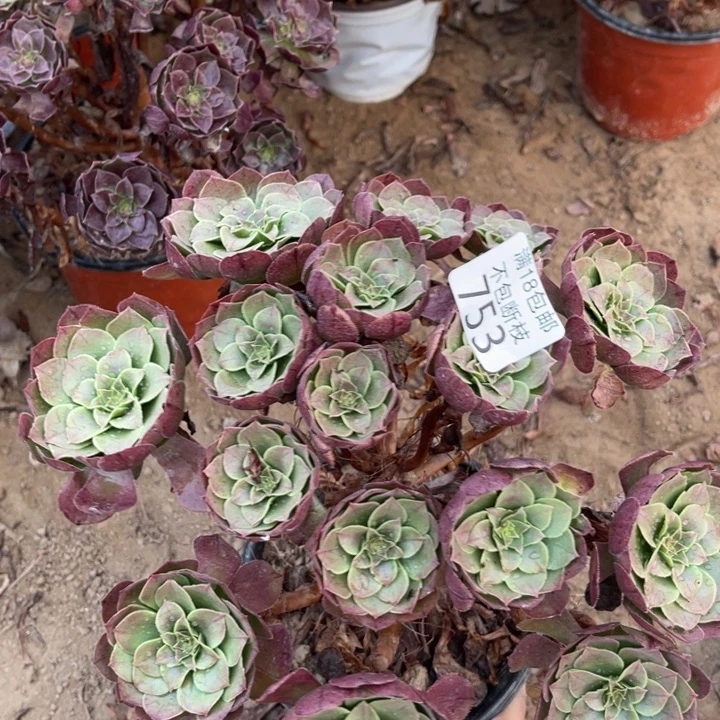 753沙拉碗绣球1号棚