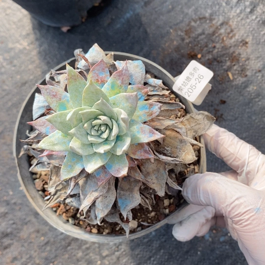 26号牡丹叶粗腿子