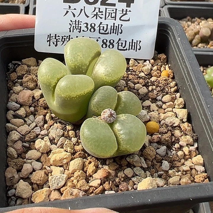 阳***肉无花朵624号风铃音乐节