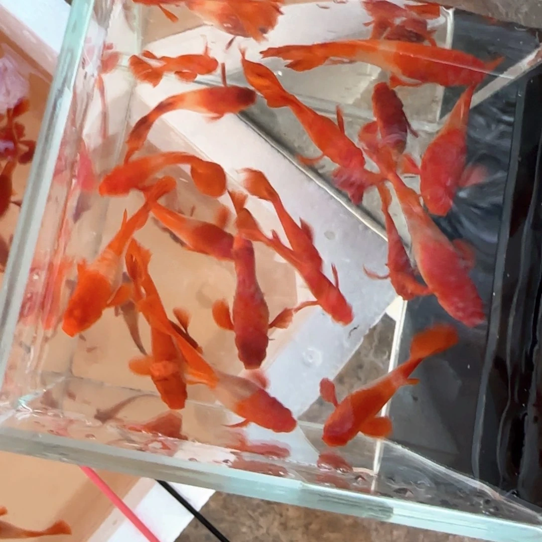 孔雀鱼瑕疵分水2条