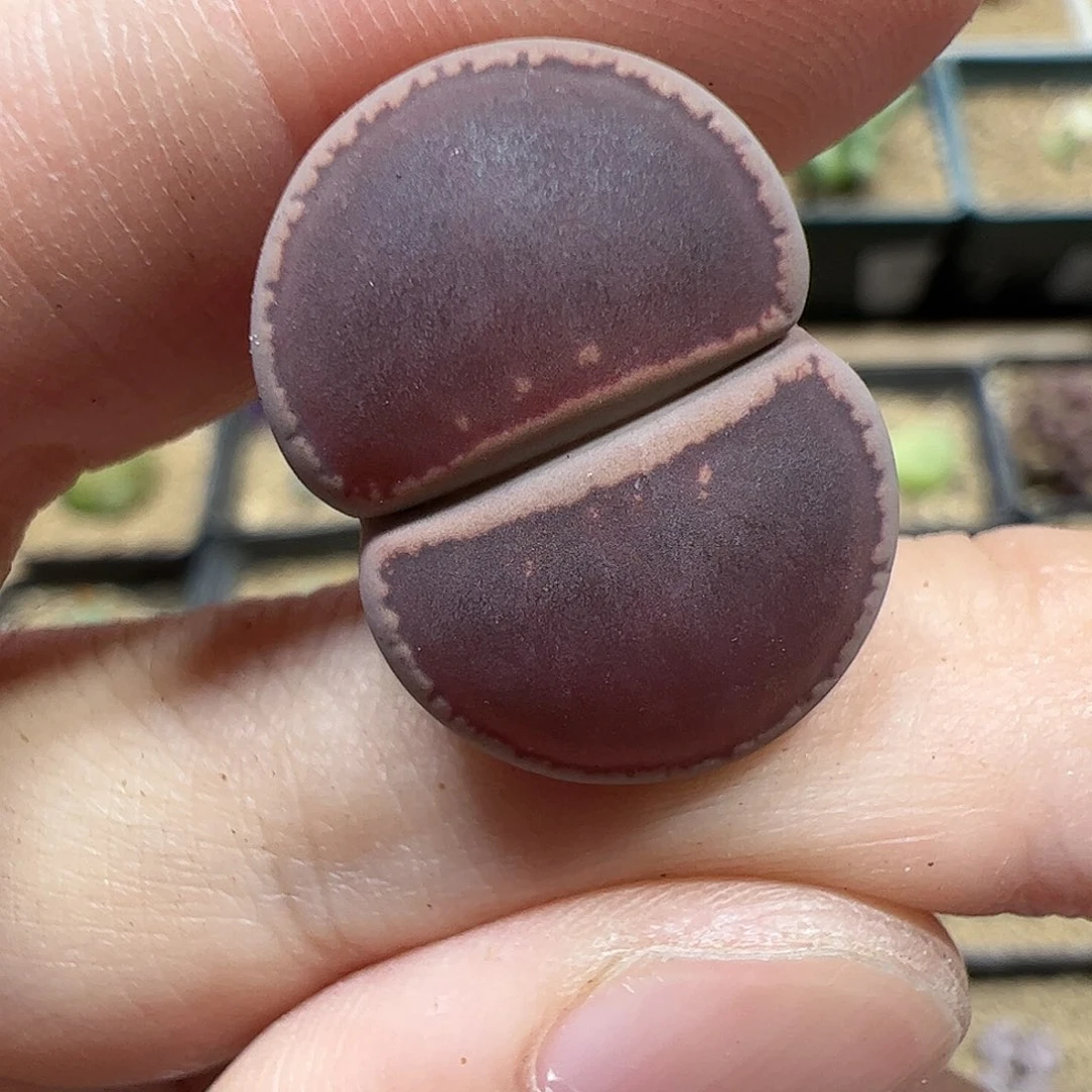 【闪购商品】307 秒