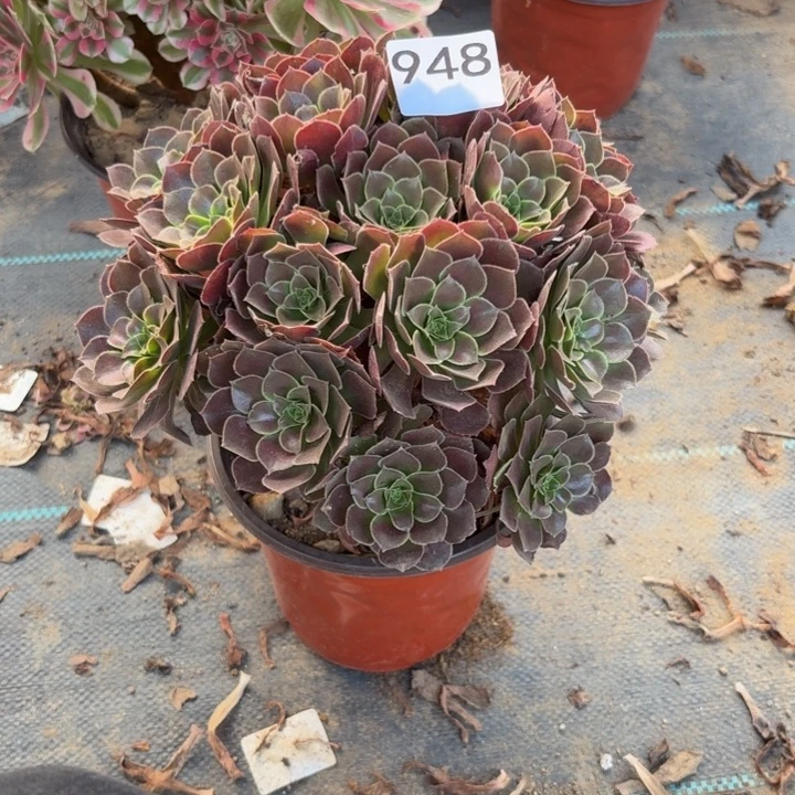 荷兰玫瑰多肉植物不包损948