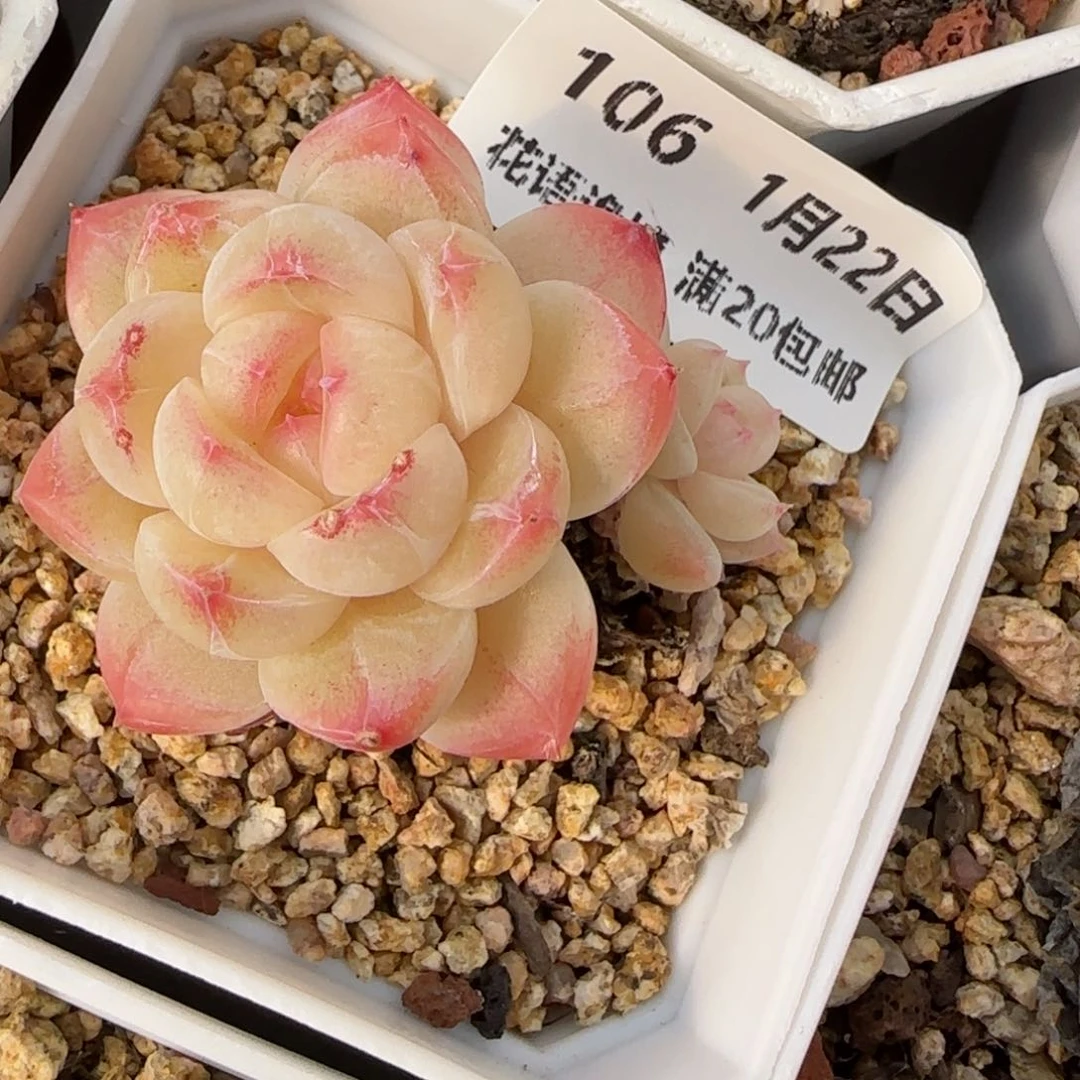 花语逸境0122-106