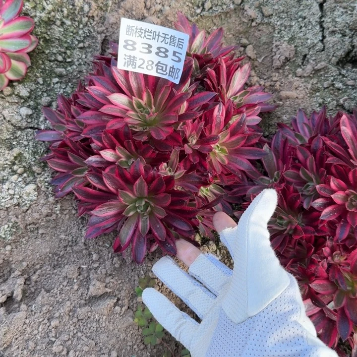 古****店8385一号棚凤凰多肉H