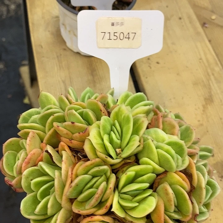 715047冰玫瑰锦多头