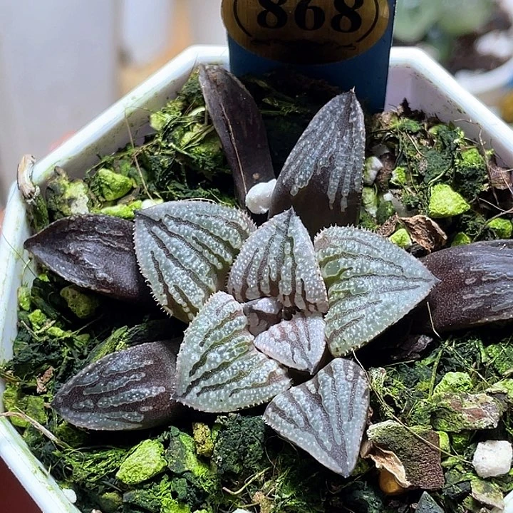 868快克福利一物一拍