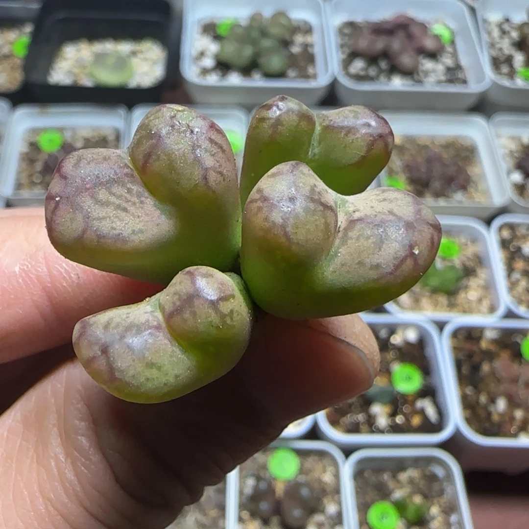 杂交瑕疵多肉植物435