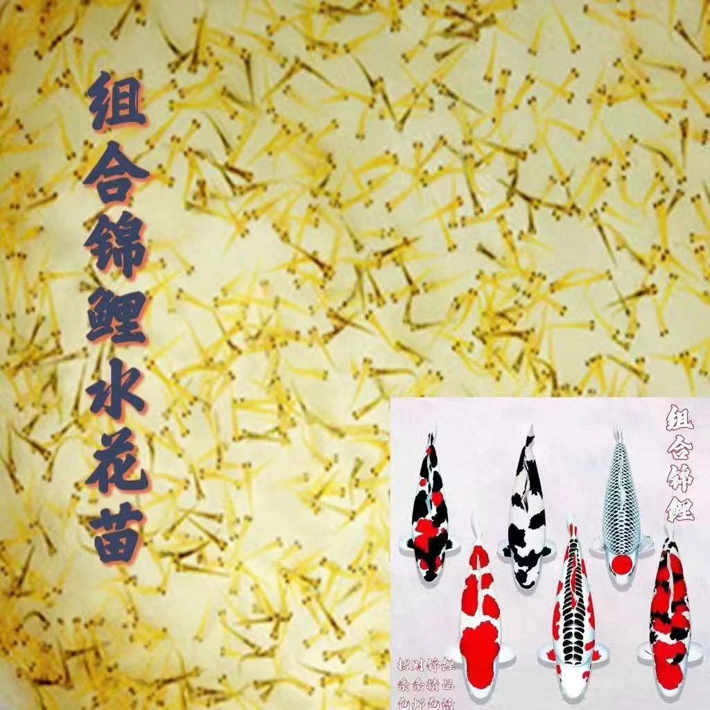 血统观赏鱼水花鱼苗大正三色红白绯泻昭和白泻介子渔场直发