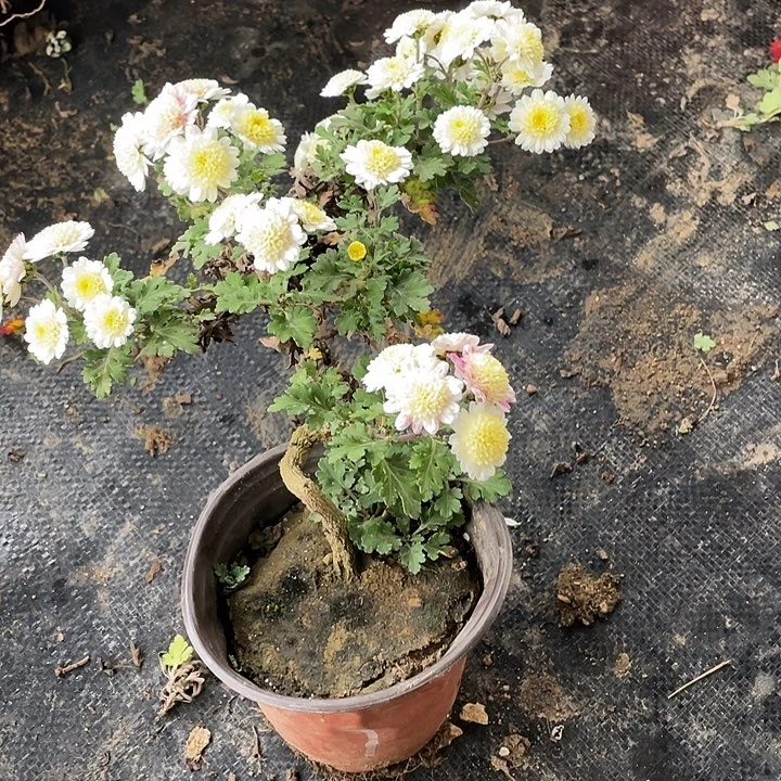 深***g完全开放30菊花菊花家