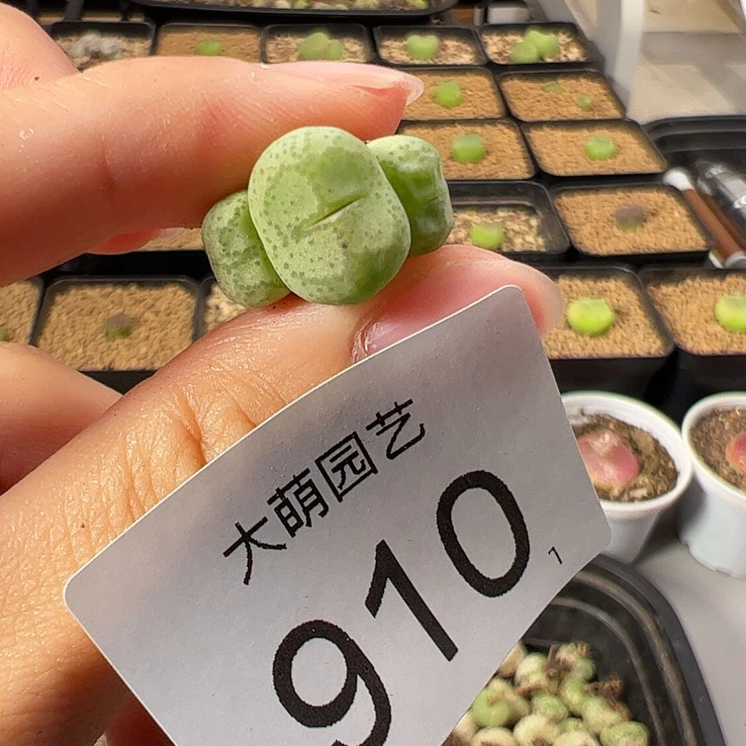 一物一拍            910