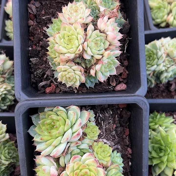 麦秆群两颗。