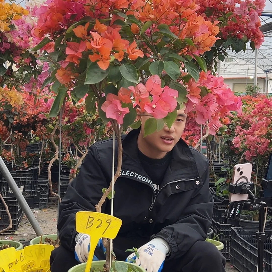 钟***肤大部分花苞少量开放B29波妹