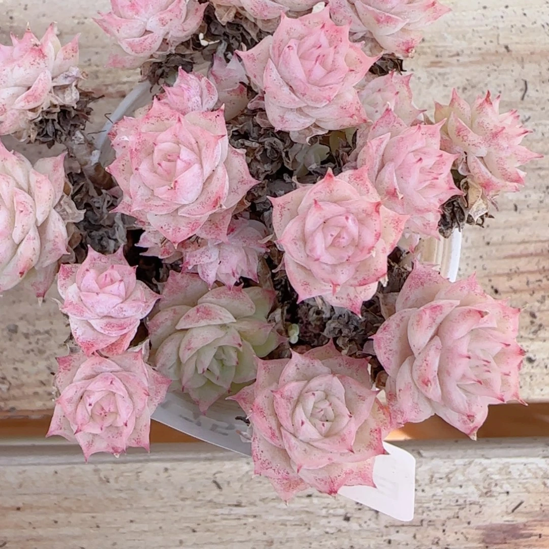 酷***少花语多肉1229-175