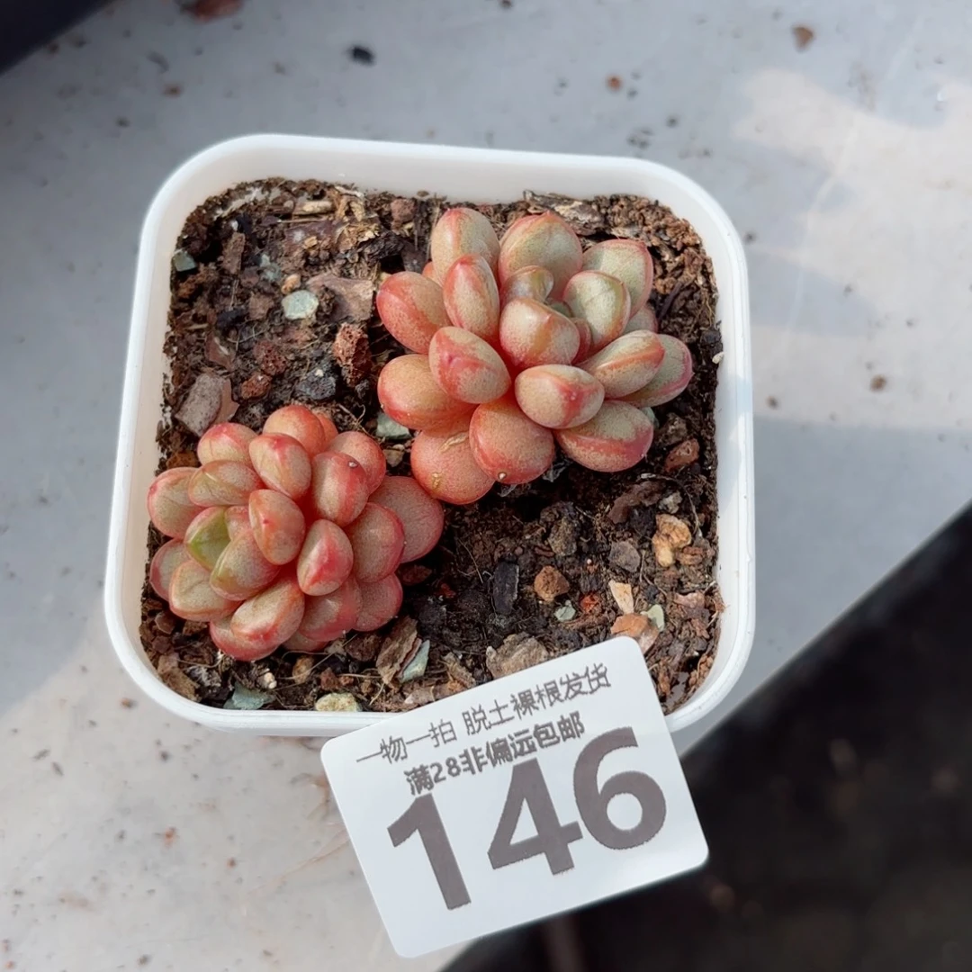 葡萄老桩无盆土发货