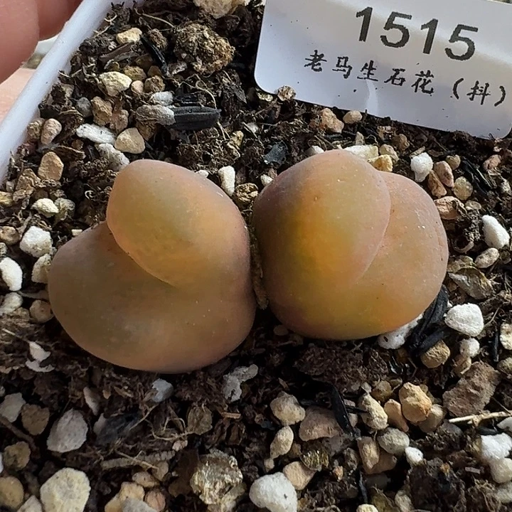 老马生石花双头1515