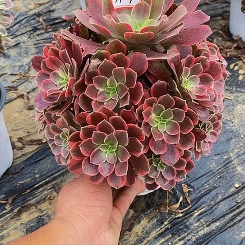 凤冠老桩捧花317号