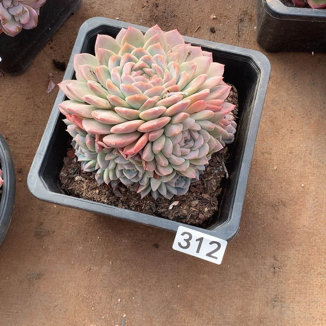 312 一物一拍多肉