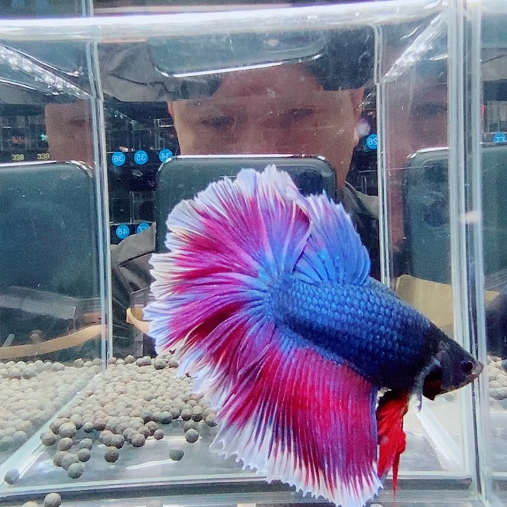 斗鱼黑172号巨斗半月