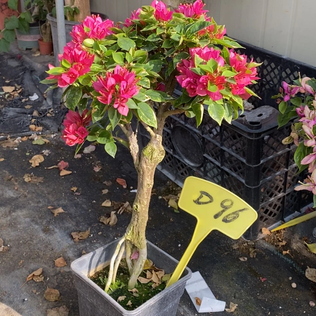 梁***！无花朵三角梅塔紫D96