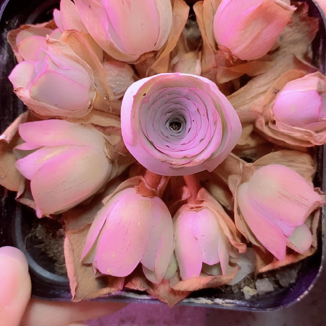 山地玫瑰手捧一物一拍003