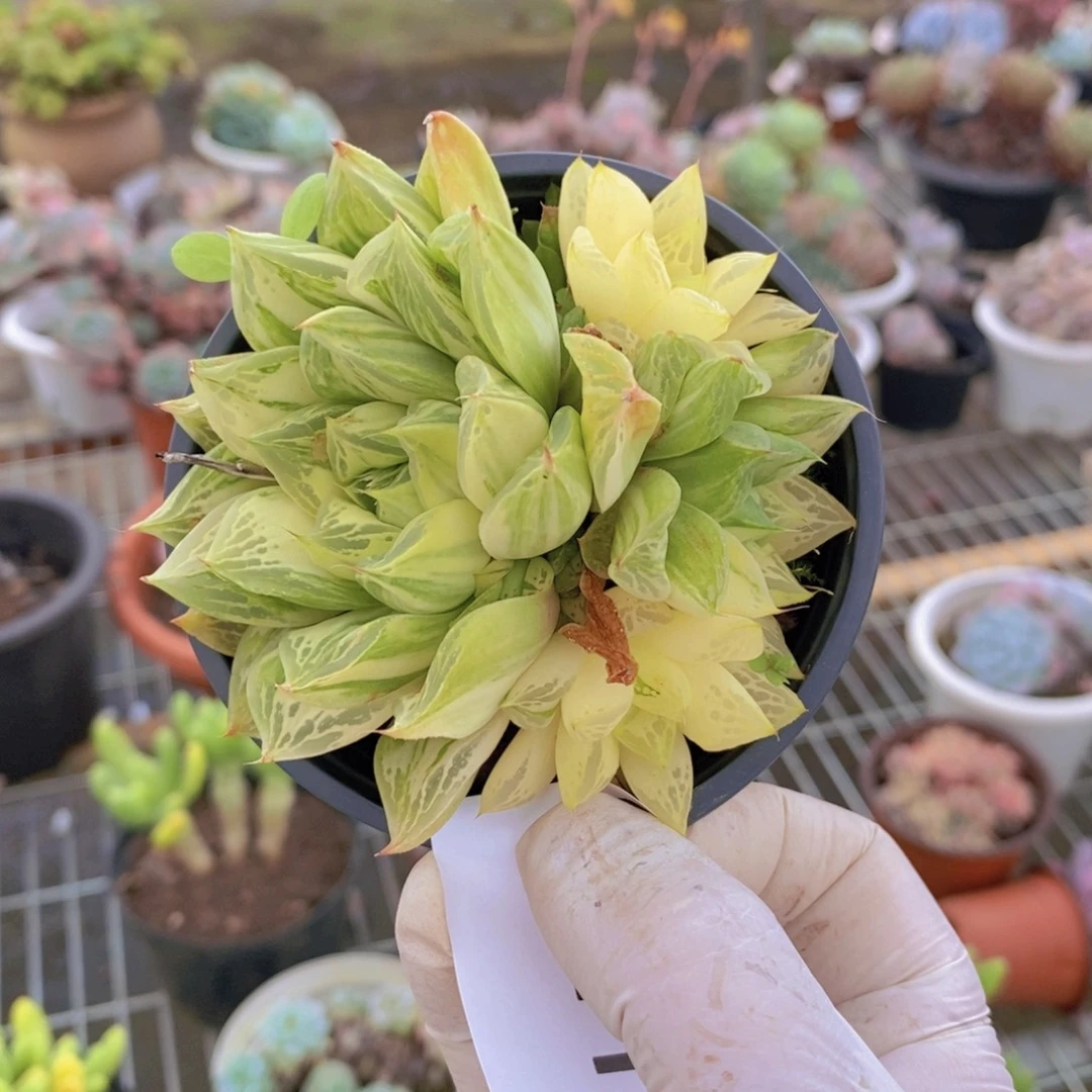 8211不知名一物一拍