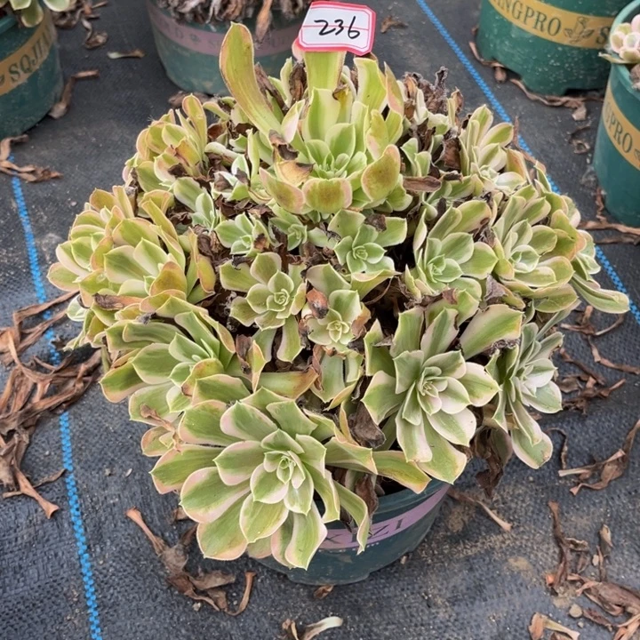 236男神多肉植物法师