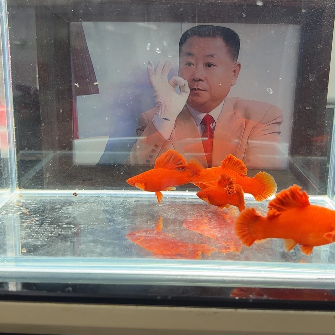 刘***生海水鱼半月尾红箭鱼4条