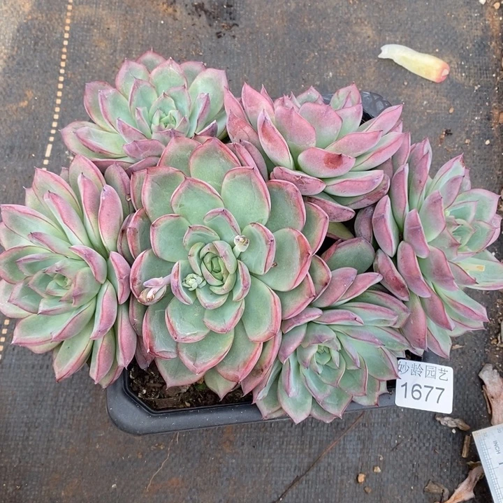 1677杂交老桩基地～22厘米