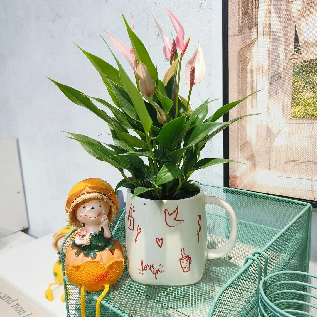 莉莉小花粉掌迷你粉色四季开盆栽室内桌面花卉带盆发货好养植物