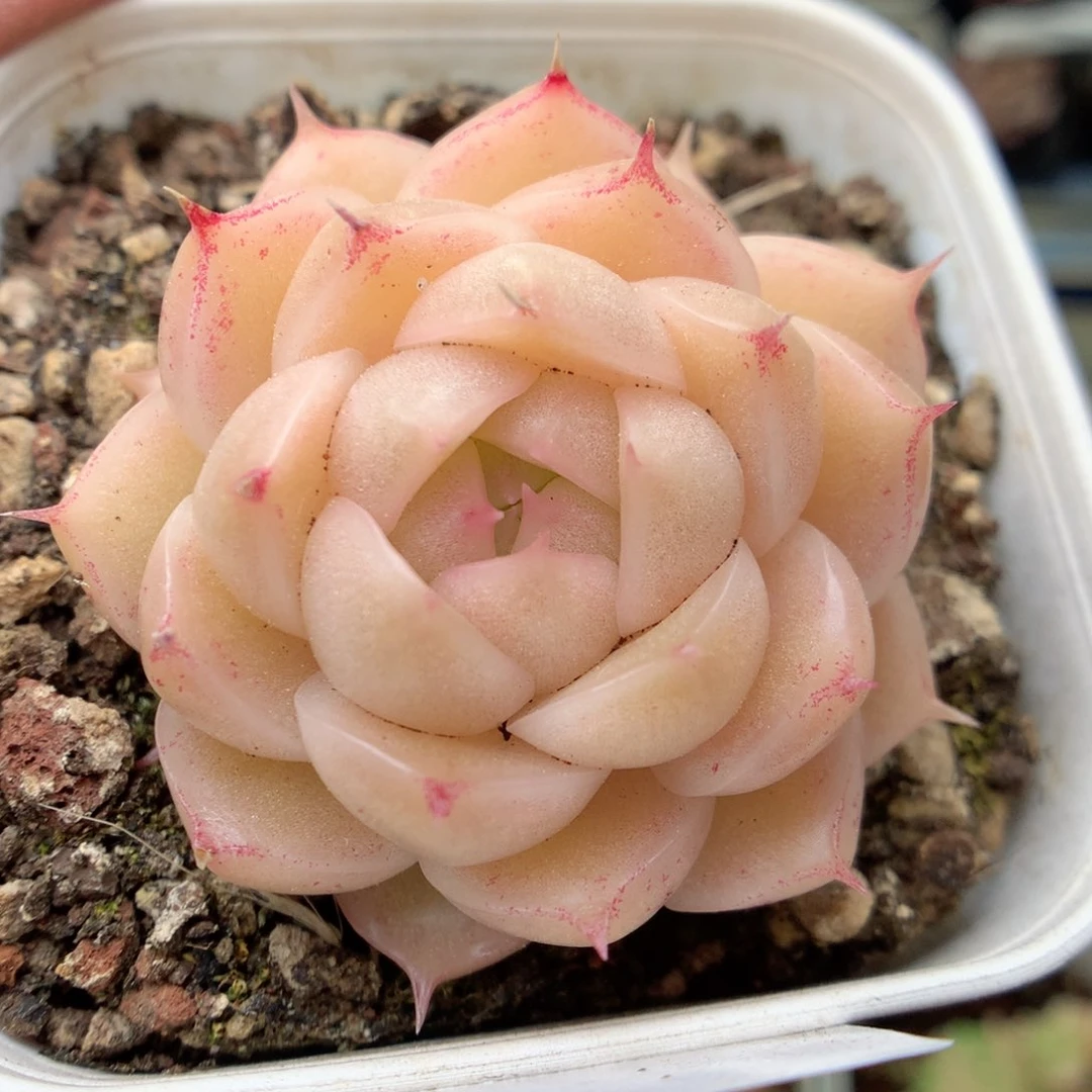 X70 ，20包邮两天凑单