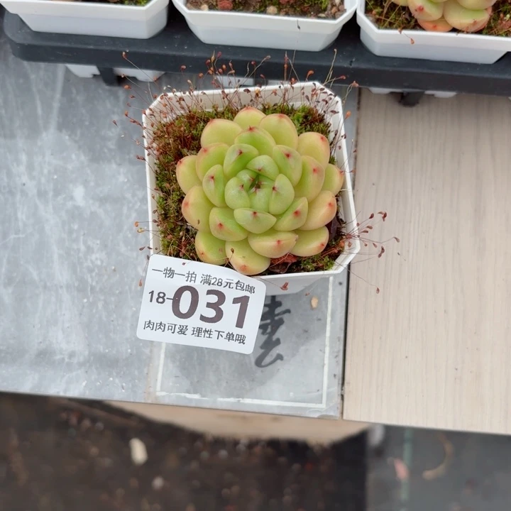 莱拉多肉多肉无盆土发货多
