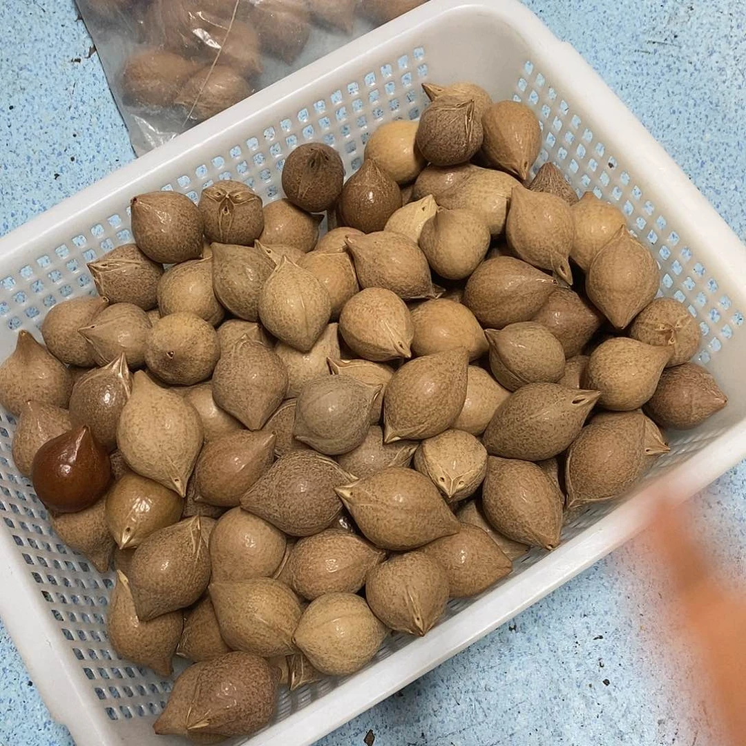 橄榄核吊坠50元发30颗