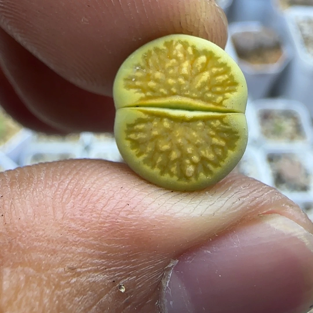 796 生石花大棚直播