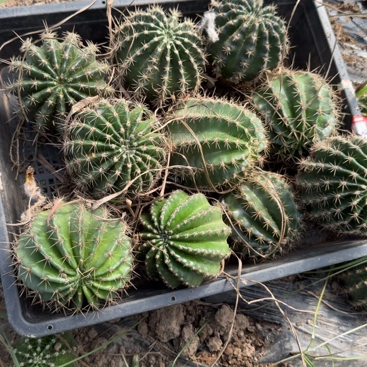 252彩草根斑8公分左右一个，20包邮