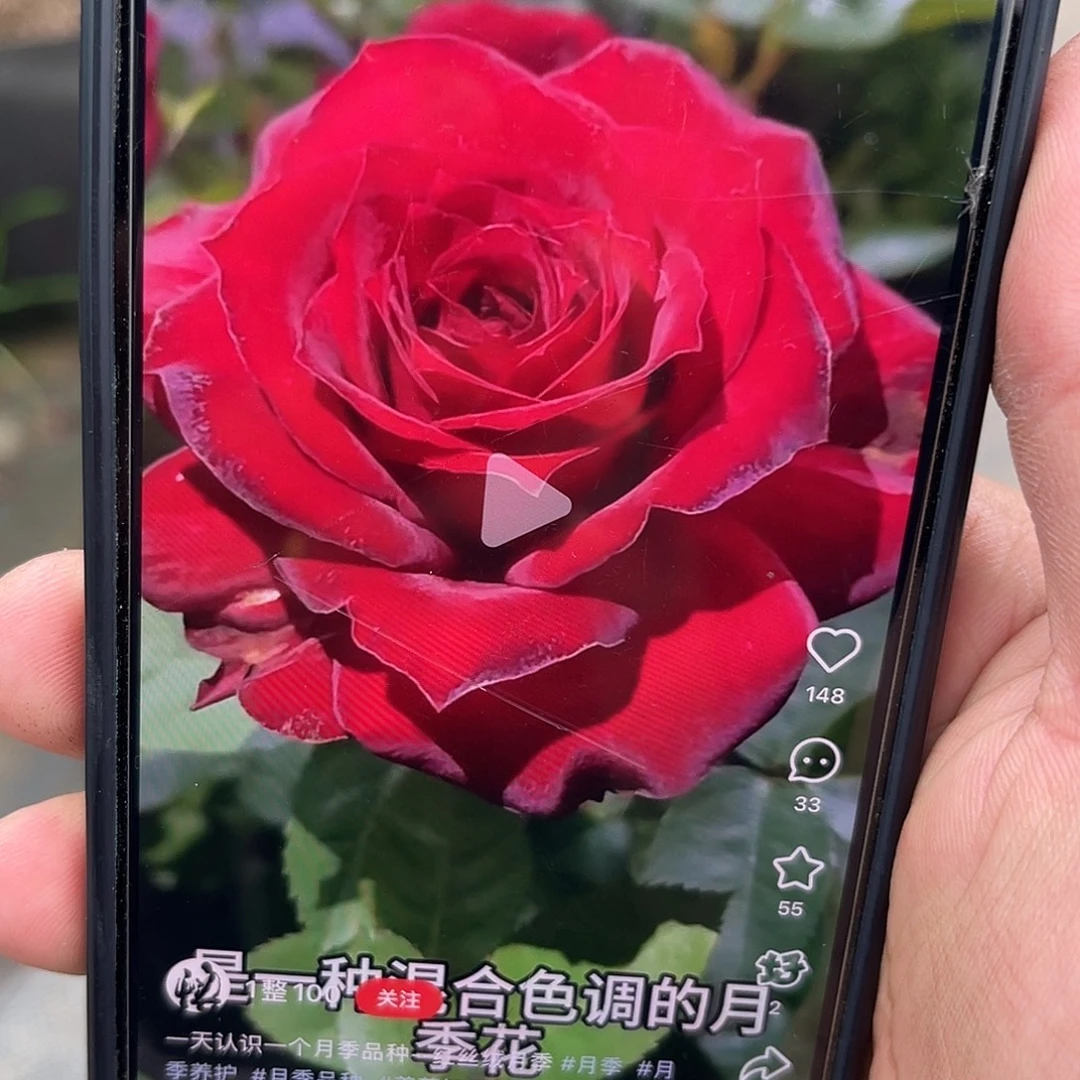 无花朵——-红丝绒 福利款