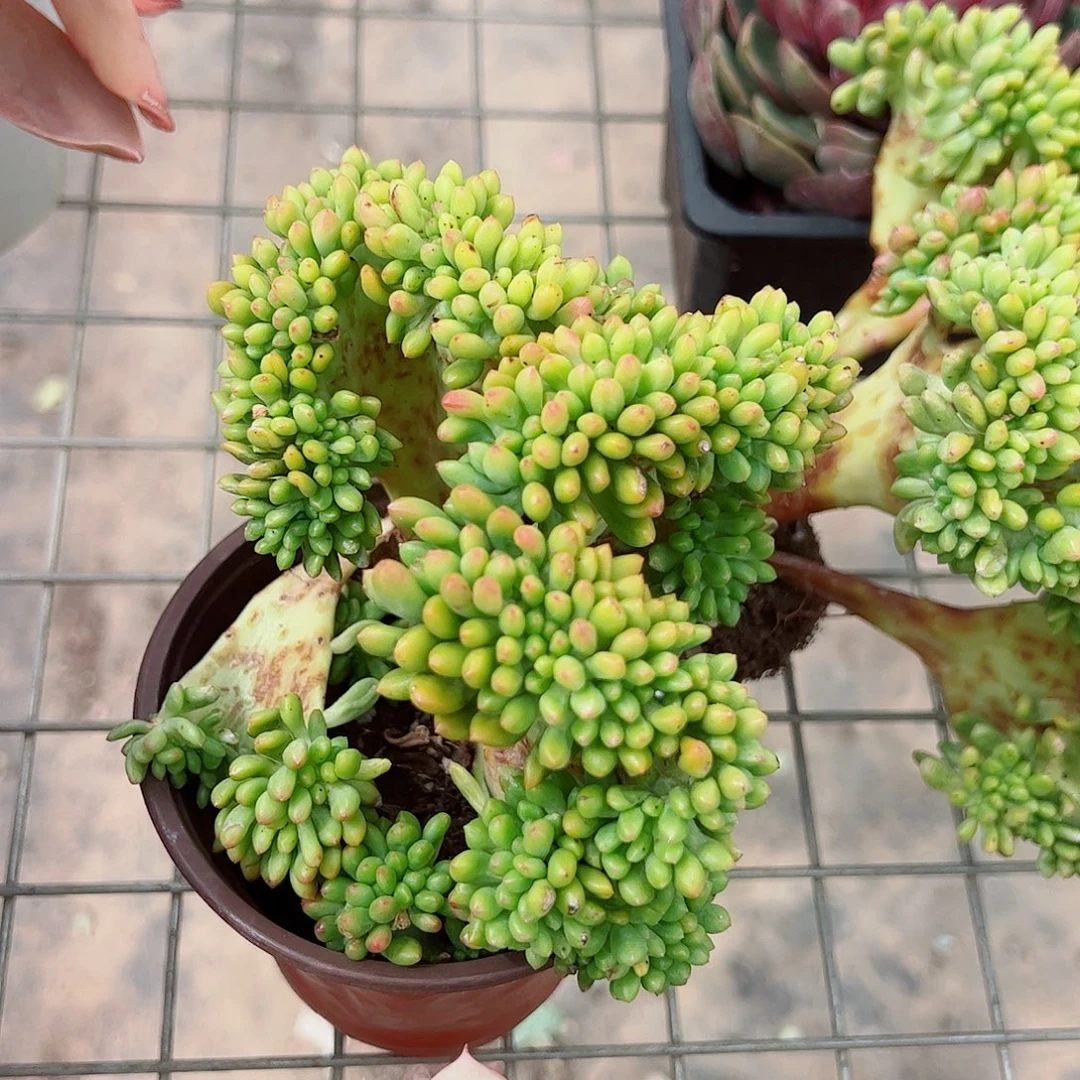 春萌缀化精品特价
