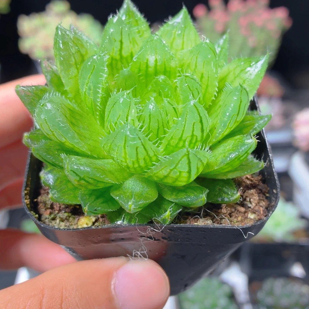 樱水晶多肉9.9包邮发货