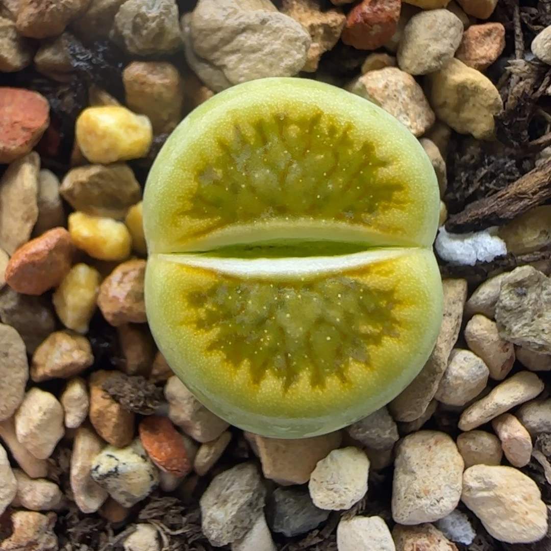 绿菊开播福利大棚直播