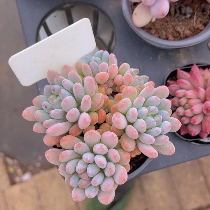 健健康康平平安安