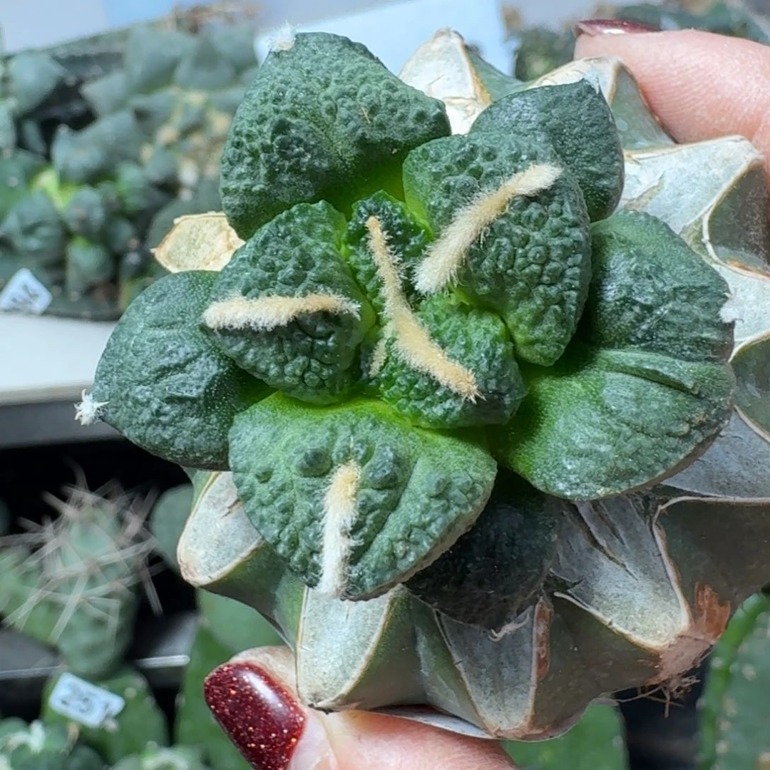 【闪购商品】无花朵为*连山500