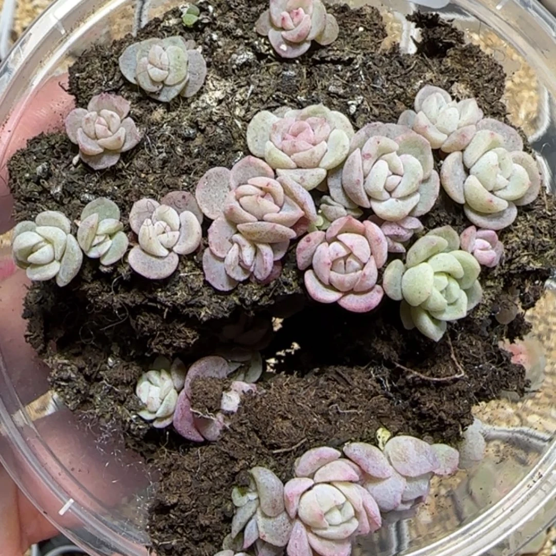 500 王者珍妮一盒。种播苗