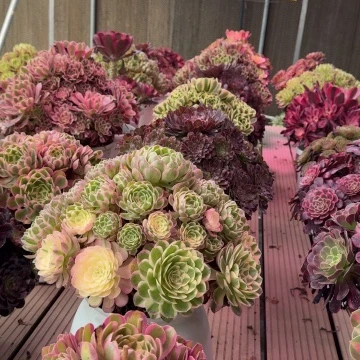 ****叶多肉植物法师盆2个