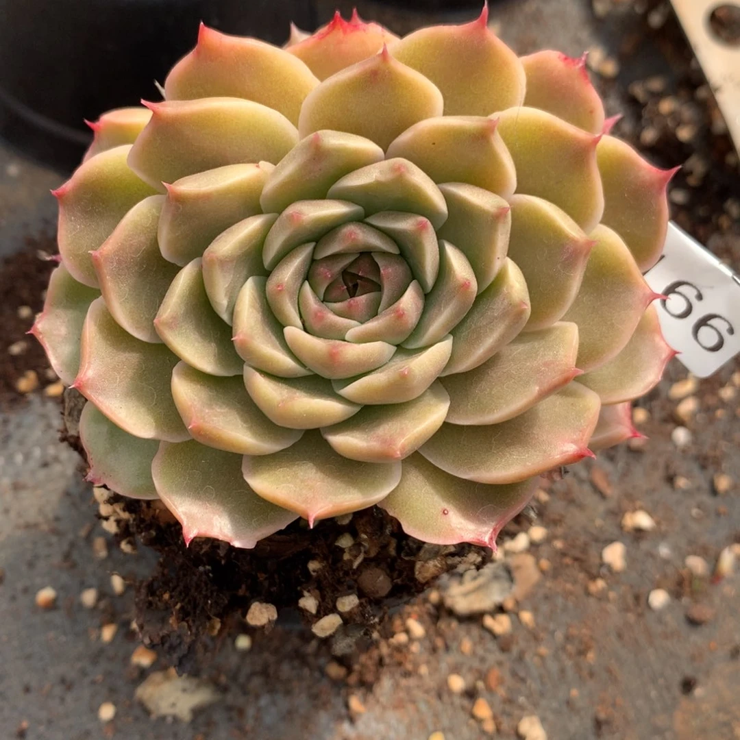 7166新年快乐发发发