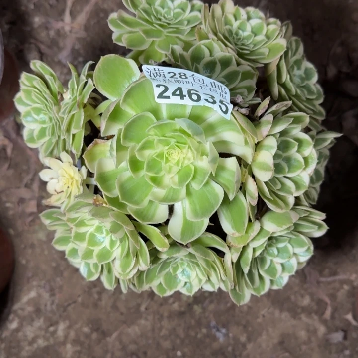 24635南孔雀翎多肉植物