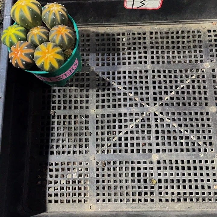 无***姐13号筐带盆土发货