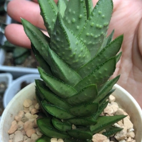 白肌赤耳硬叶母本带盆发货